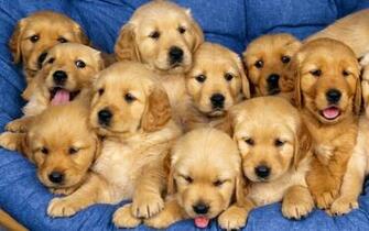 Golden Retriever Baby Wallpaper