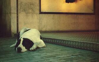 Sleeping Dog Wallpaper