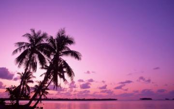 Pink Sunset Background HD Wallpaper Background