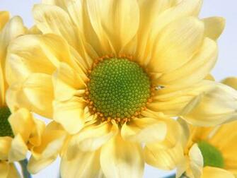 Single Flower Wallpaper