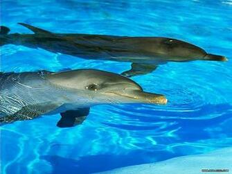 Blue Ocean Wallpaper Animals Wallpaper62 Wallcoo Net