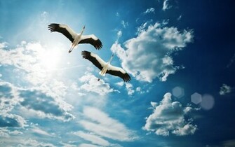 Stork Wallpaper