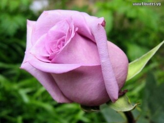 Color Roses Flowers Of Purple Colors New Collection Rose