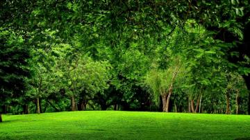 Green Forest HD Wallpaper Background Image
