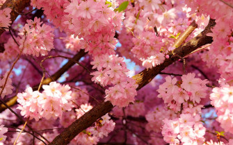 Cherry Blossom Background Wallpaper