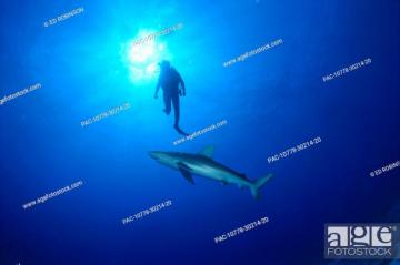 Midway Atoll Side Of Galapagos Shark Midwater Diver