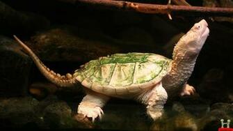 Computers Baby Turtle Desktop Animals Cute Wallpaper HD