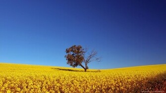 For 1080p Widescreen Lcd Monitor HD Beautiful Landscape