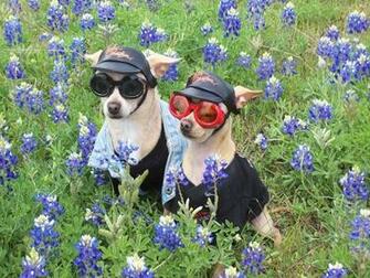 Spring Fashion Dogs Wallpaper