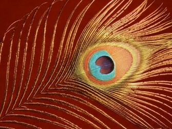 Peacock Feathers Wallpaper HD Online