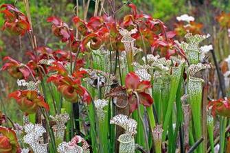 Ha White Topped Pitcher Plants High Resolution HD Wallpaper Of Flowers