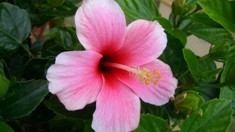 Pink Hibiscus Wallpaper