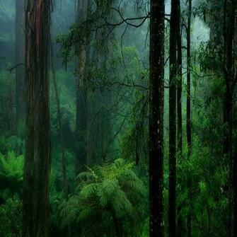 Congo Rainforest Africa Welcome Home