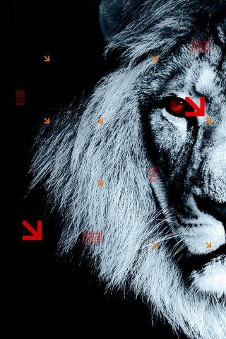 Lion Wallpaper Teahub Io