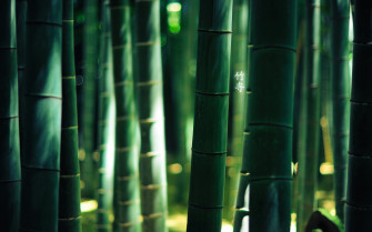 Bamboo Wallpaper