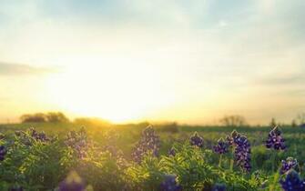 Bluebonnet Background Net