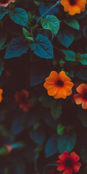 Aesthetic Photography Wallpaper