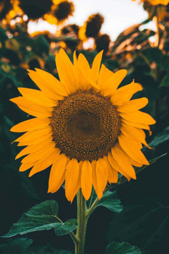 Yellow Sunflower Aesthetic Wallpaper