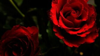 Red Roses On A Dark Background Wallpaper And Image