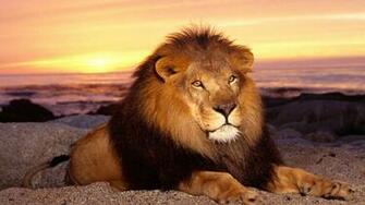 HD Lion With Evening Wallpaper Screensavers Ventube