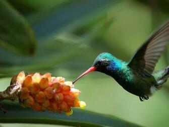 3d Hummingbird Screensavers Car Pictures