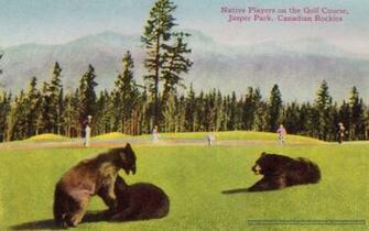 Jasper National Park Photo Bears On The Golf Course Dh Wall S