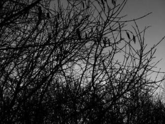 Silence Wallpaper Metal Nature Heavy Pictures And