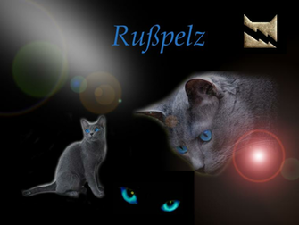 Warrior Cats HD Wallpaper Net