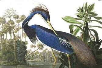 Blue Heron Wallpaper Mural Bath Ideas Audubon Birds