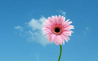 Gerbera Daisies Wallpaper
