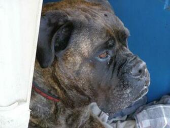 Bullmastiff Bring Wallpaper