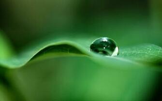 Green Dew Drop Wallpaper HD