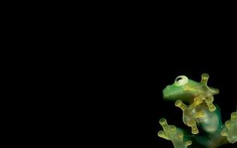 Frog Wallpaper Hq