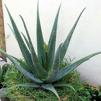 Loe Vera Flores Y Plantas En Canarias Una Persona Sin Amigos
