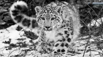 Snow Leopard HD Wallpaper