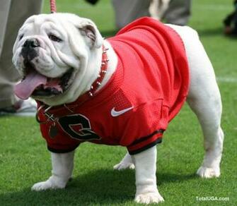University Of Georgia Mascot Uga