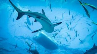 Wallpaper Details Name Blue Ocean Reef Sharks 4k