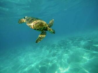 Sea Turtle Pictures Image