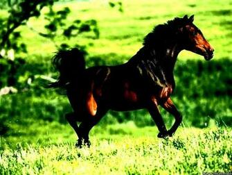 Quarter Horse Wallpaper HD