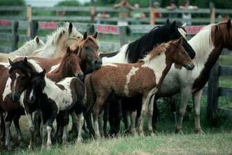Paint Horses Wallpaper