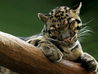 Pictures Clouded Leopard Wallpaper