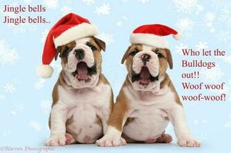 Wp39244 Two Cute Bulldog Pups Weeks Old Wearing Father Christmas