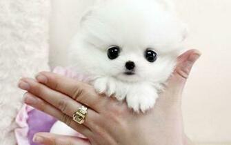 Teacup Pomeranian Wallpaper HD