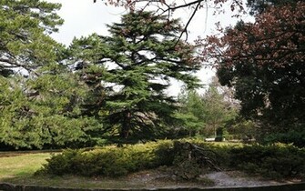 Pine Trees Wallpaper