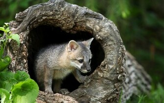 Gray Fox Wallpaper HD S