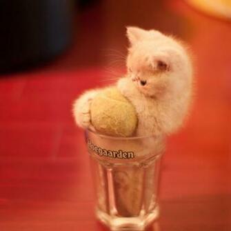 Funny Cute Cats Wallpaper Chinese Actresses Actors