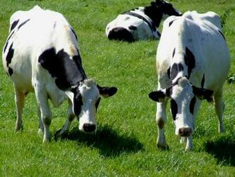 Dairy Cow Wallpaper HD Jpg