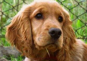 Cocker Spaniel Pictures HD Wallpaper Dogbreedswallpaper