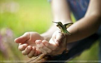 Hummingbird Colibri Bird Wallpaper
