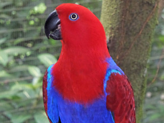 Eclectus Parrot Photo Image